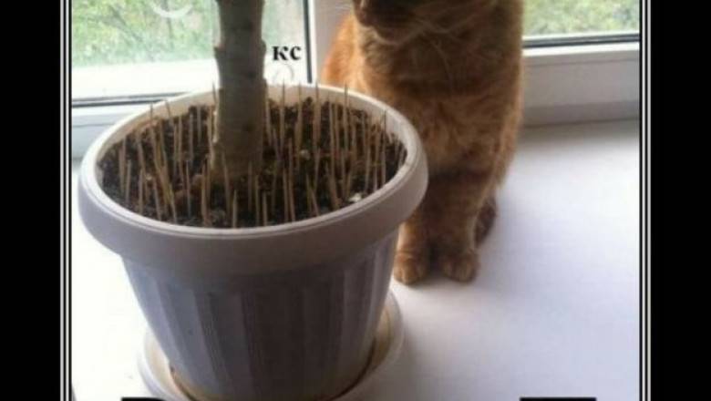 Как отучить кошку есть домашние растения