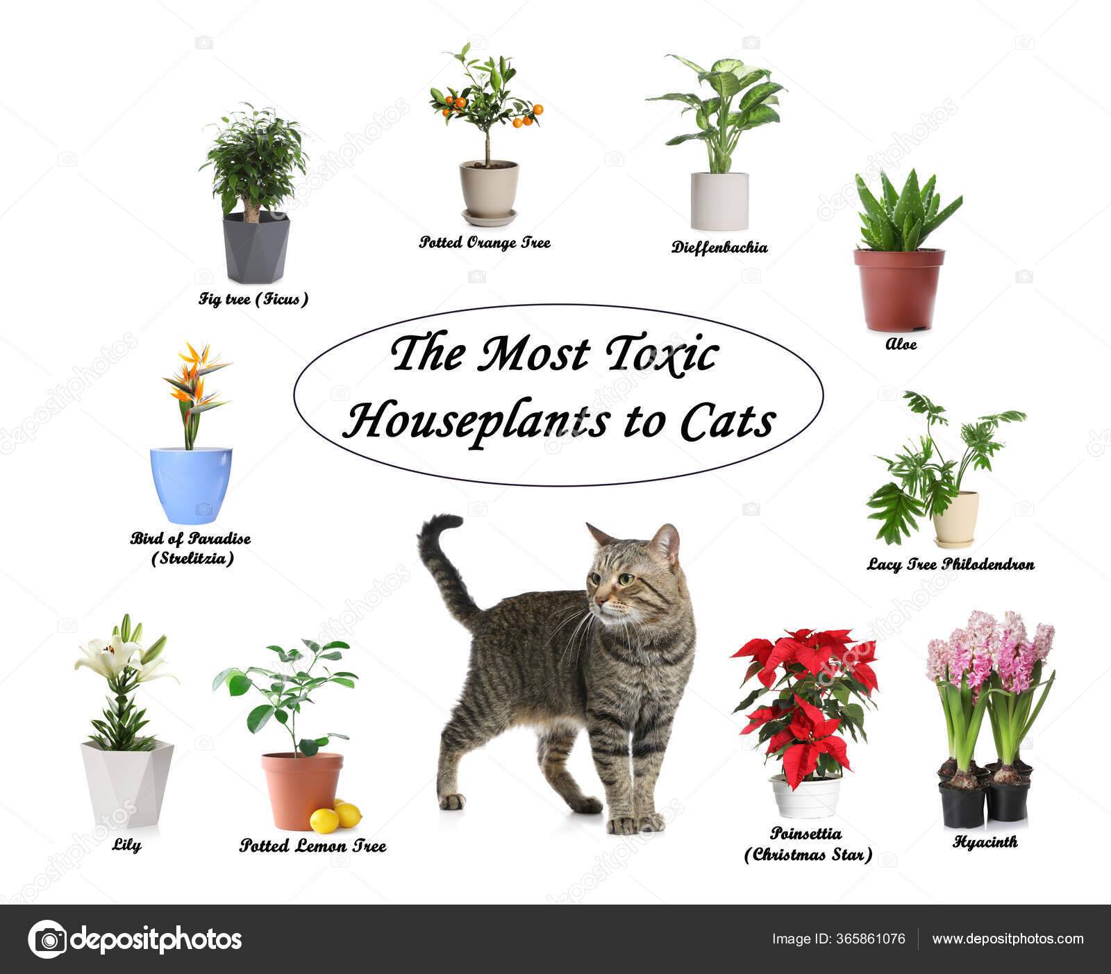 Обзор ядовитых растений для кошек. помощь при отравлении.