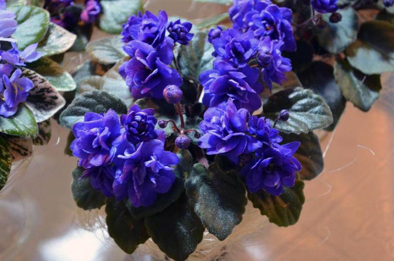 Фиалка Ness Crinkle Blue — особенности растения
