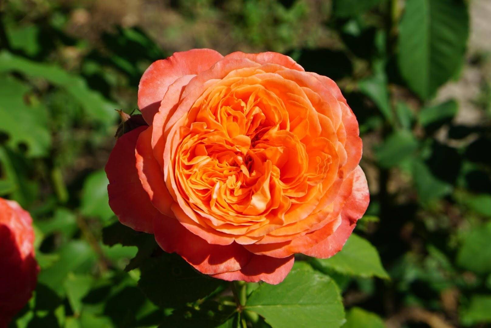 Роза эмильен гийо: описание и фото