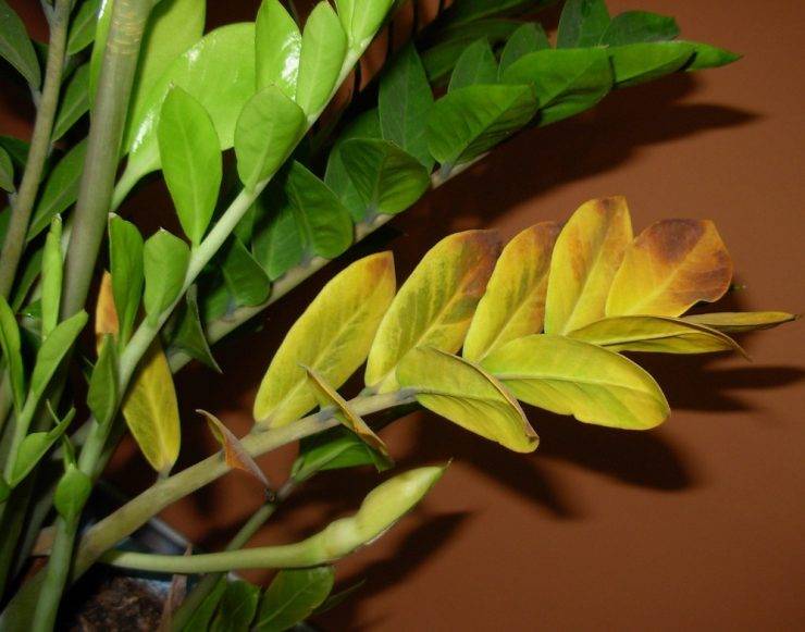 Почему желтеют листья у замиокулькаса в домашних условиях: причина и что делать