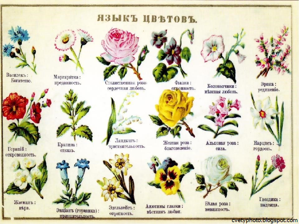 Самые популярные символы растений(от а до в)