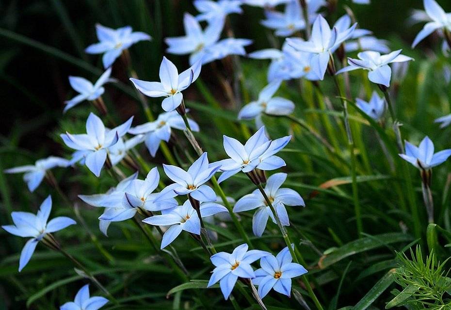 ᐉ цветок ифейон: посадка и уход в открытом грунте, фото, выращивание в саду - roza-zanoza.ru