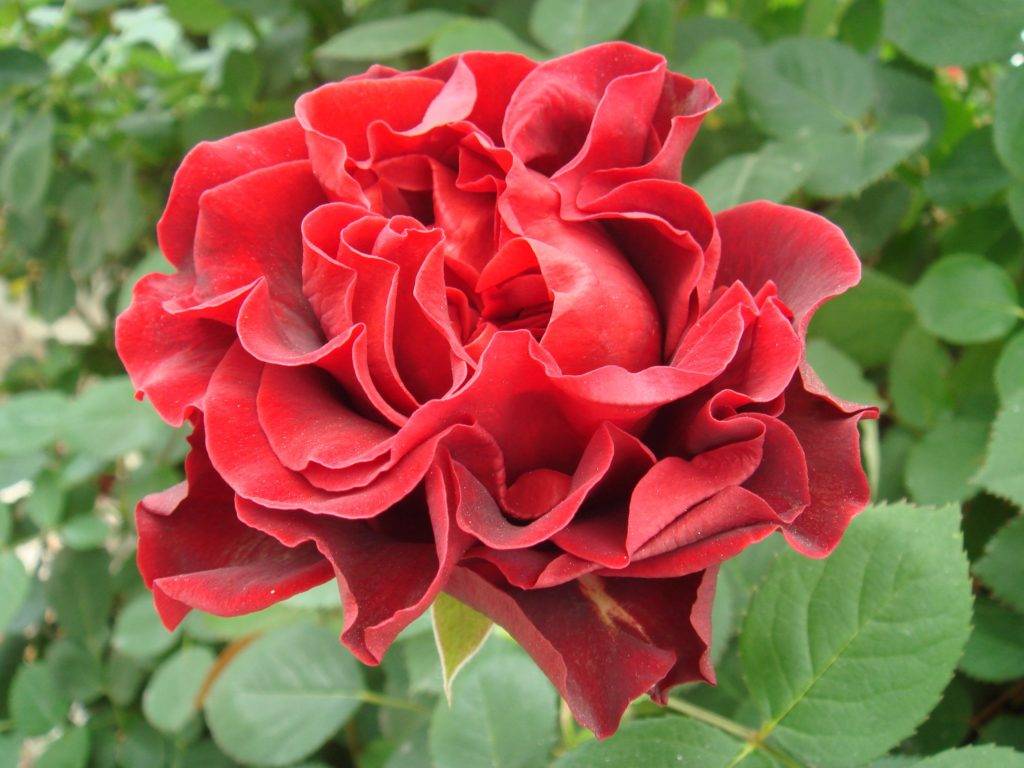 Украшаем сад розами: тонкости выращивания элегантного сорта эль торо - plodovie.ru