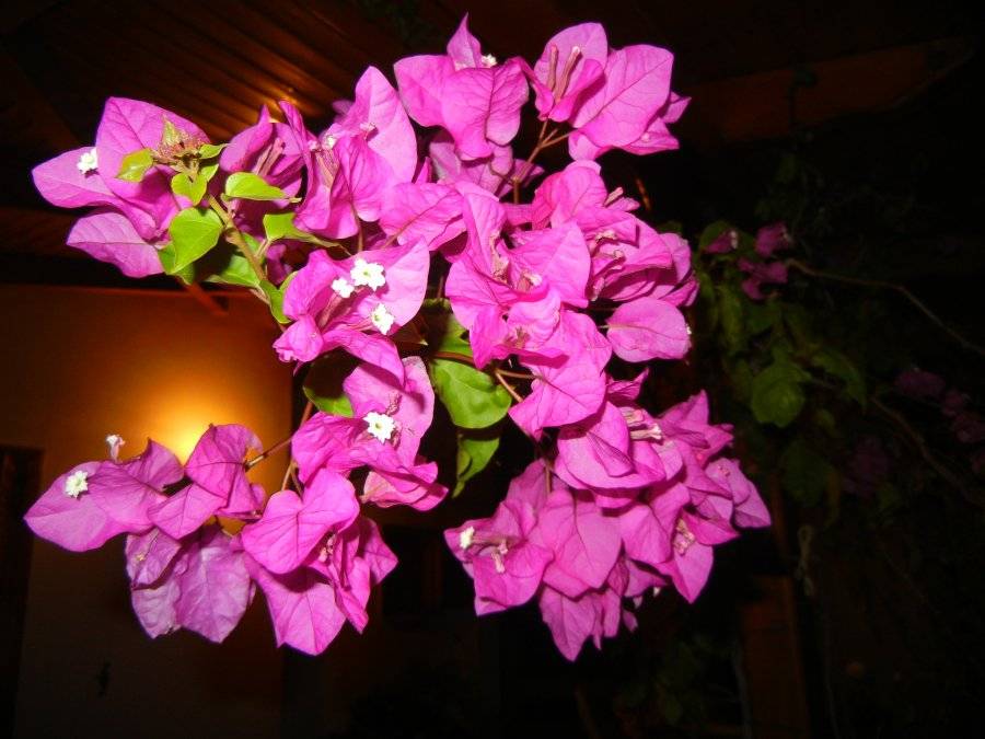 Бугенвиллия: рекомендации по уходу и размножению цветка
