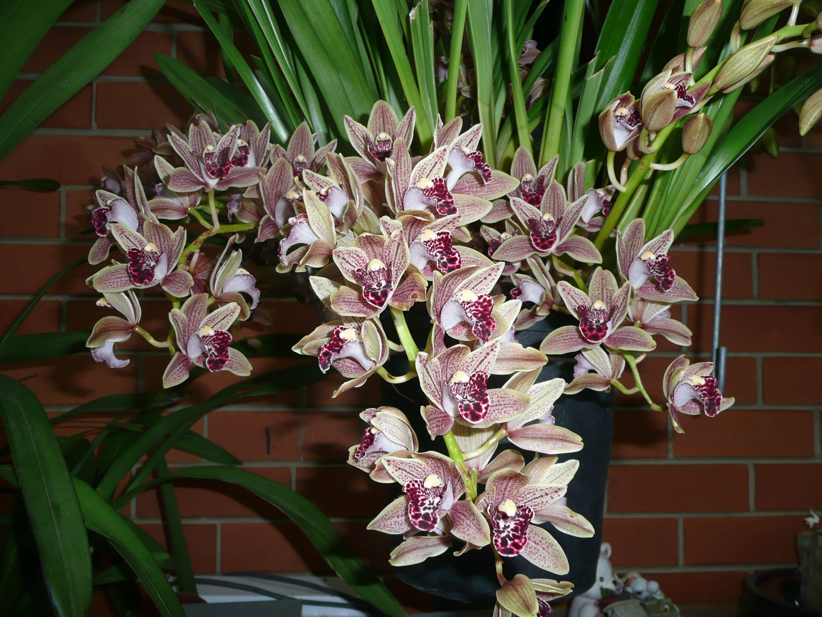 Орхидея цимбидиум в горшке: какие есть виды и подсорта, их названия с фото, все об уходе в домашних условиях, в том числе чтобы из стрелочки появился цветок selo.guru — интернет портал о сельском хозяйстве