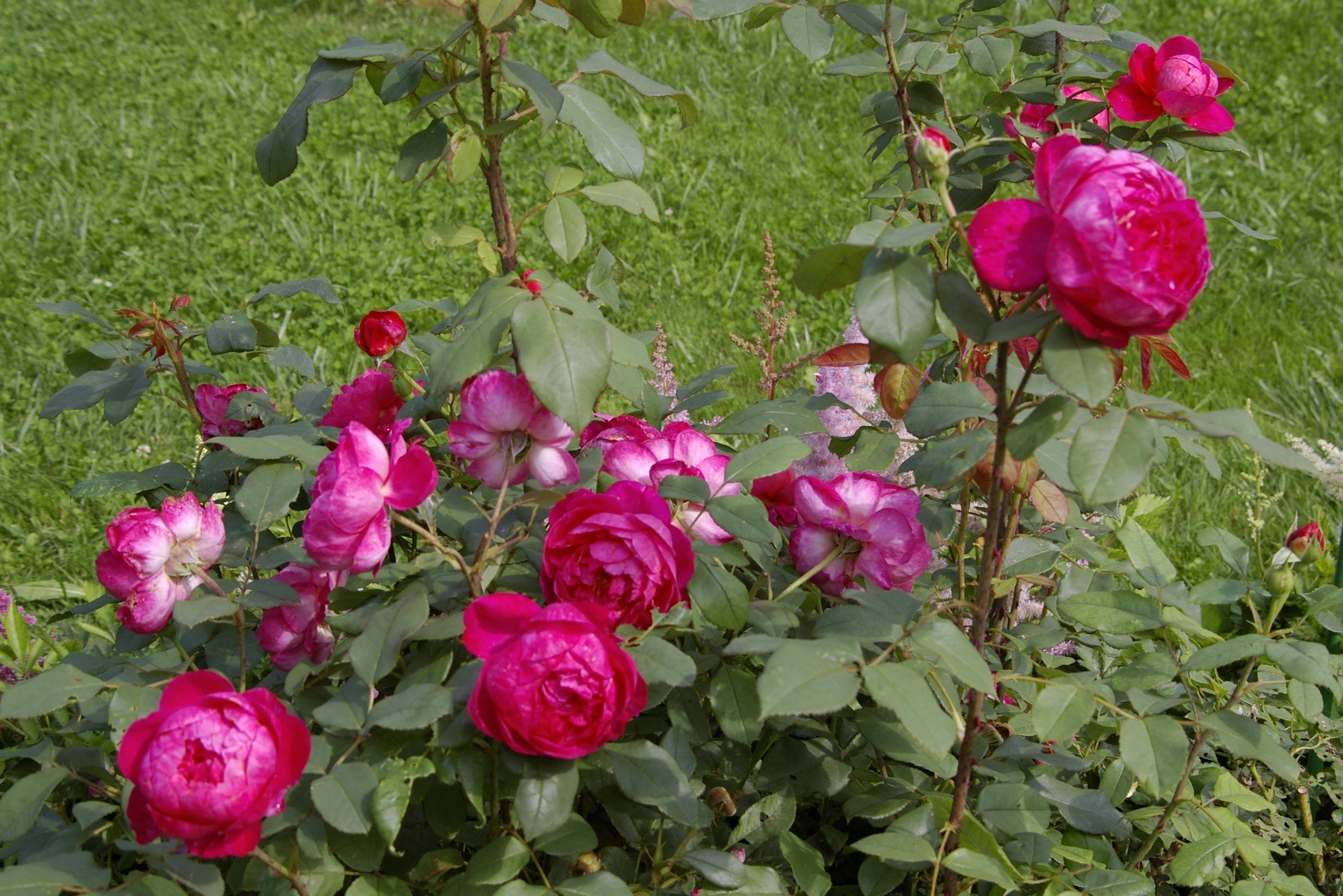Бенджамин бриттен (роза): описание, отзывы