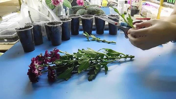 Выращивание и укоренение хризантем из букета: обзор +видео