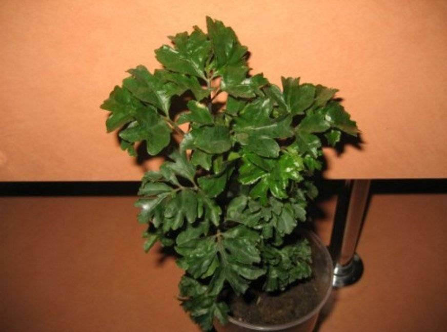 Цветок полисциас фабиан: уход в домашних условиях, фото