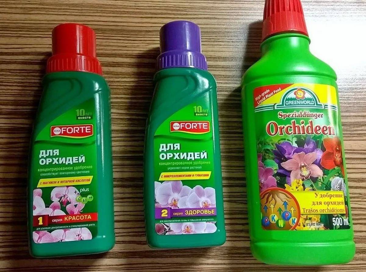 Как правильно ухаживать за орхидеей в домашних условиях: особенности посадки, содержания, полива и подкормки