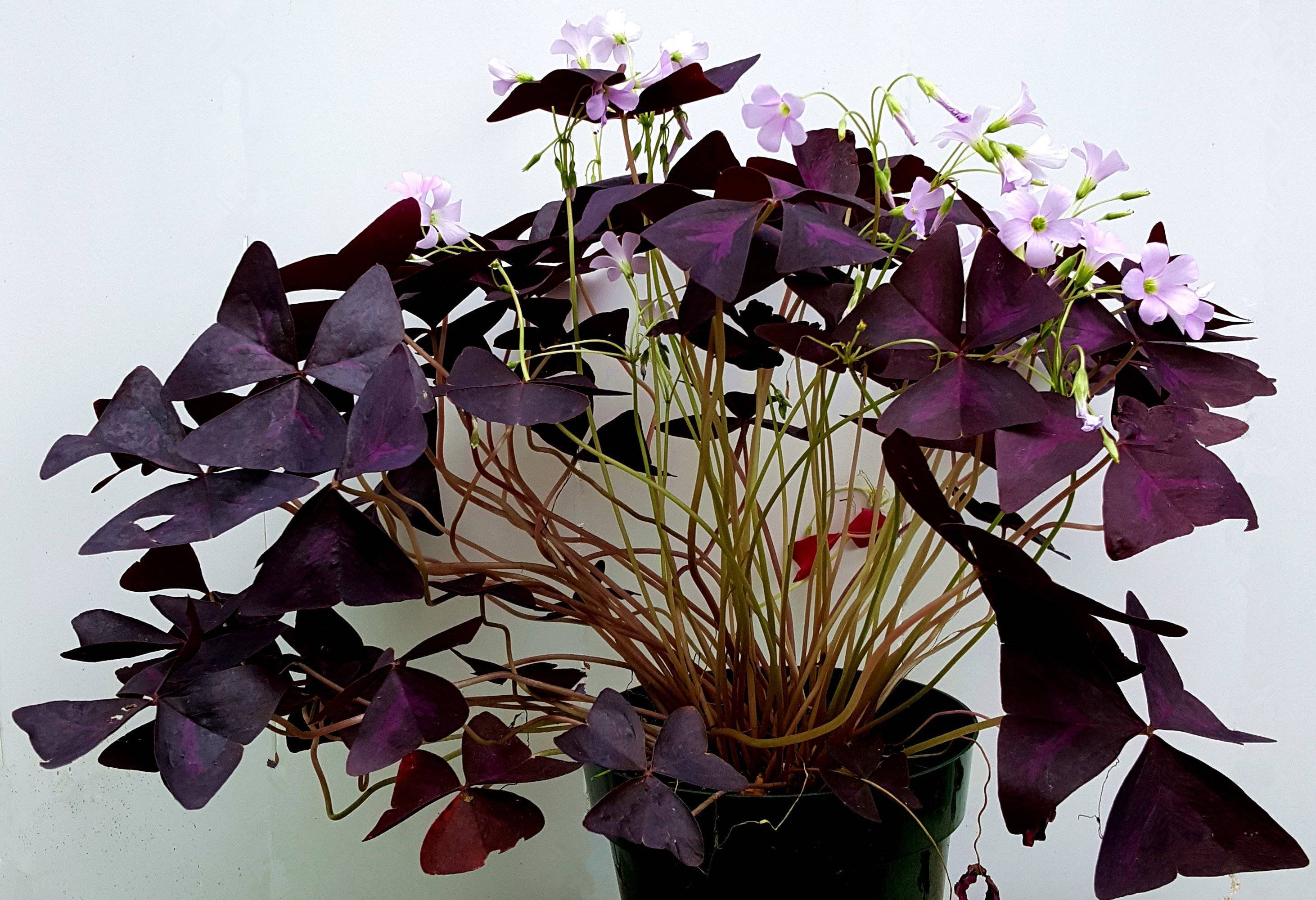 Оксалис (кислица): приметы и суеверия, сорта цветка, посадка и уход в домашних условиях, на клумбе, размножение, почему вянет, сохнут листья