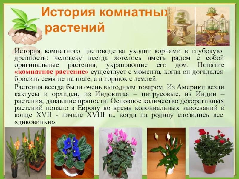 Комнатные цветы - фото и названия, каталог лучших комнатных растений