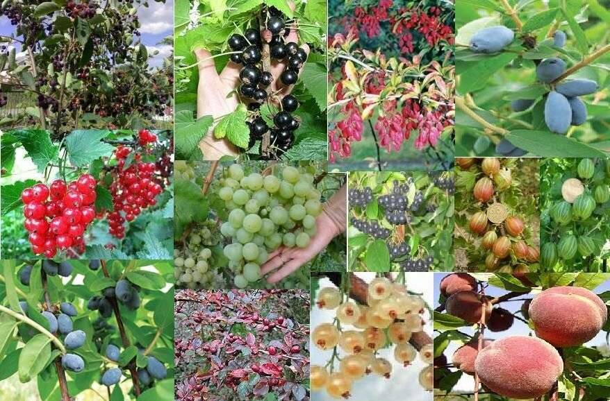 Плодовые деревья для посадки на участке: как выбрать, виды, особенности посадки