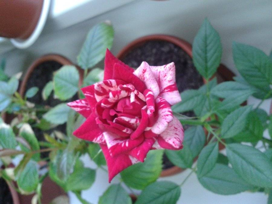 Двойники роз: 5 цветов, которые похожи на “королеву” сада