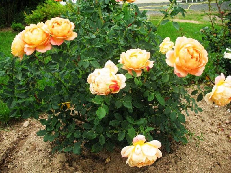30 сортов роз дэвида остина с описанием и фото