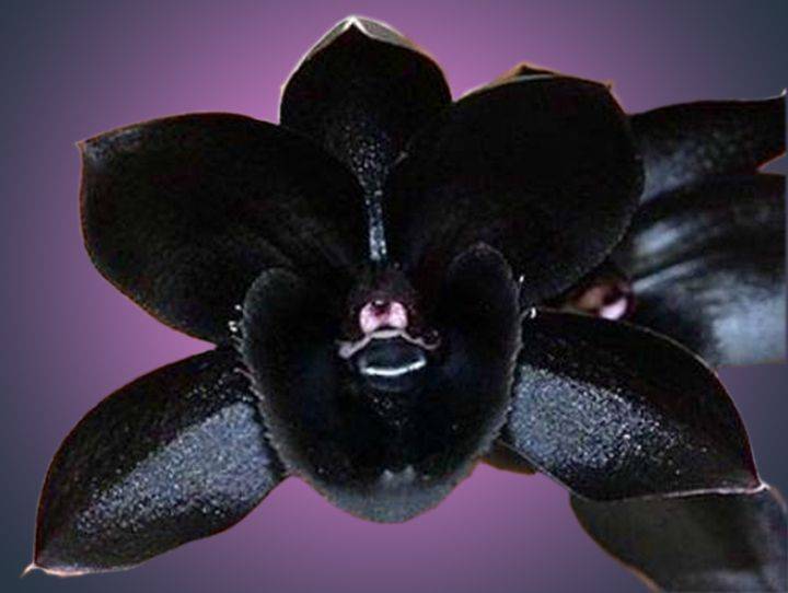 Черная орхидея фаленопсис — описание и виды