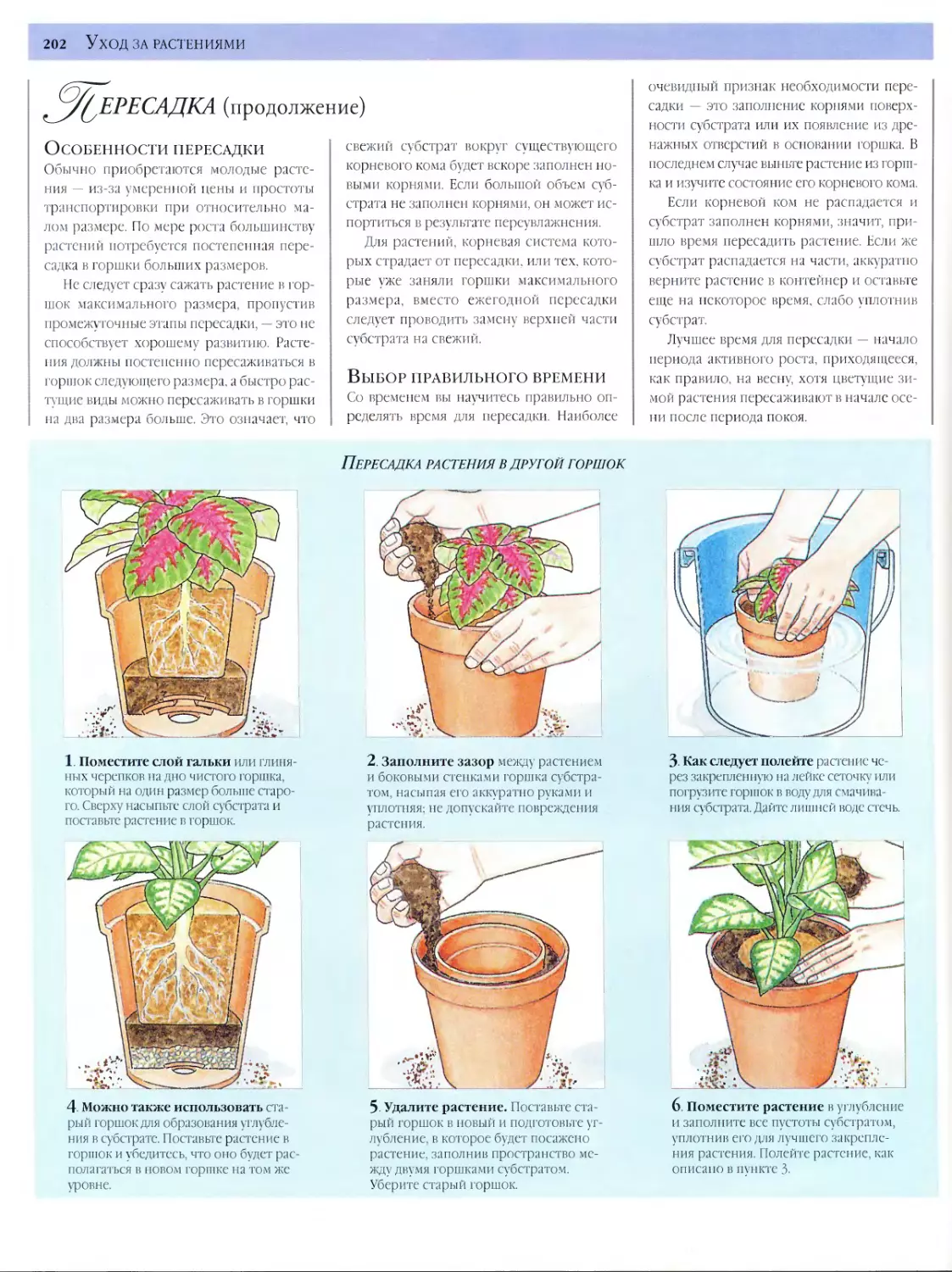 Как пересадить растение (с иллюстрациями) - wikihow