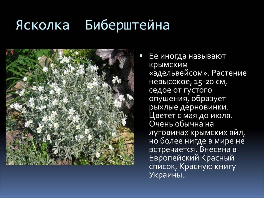 Цветок ясколка: посадка и уход в открытом грунте, фото, выращивание, виды и сорта