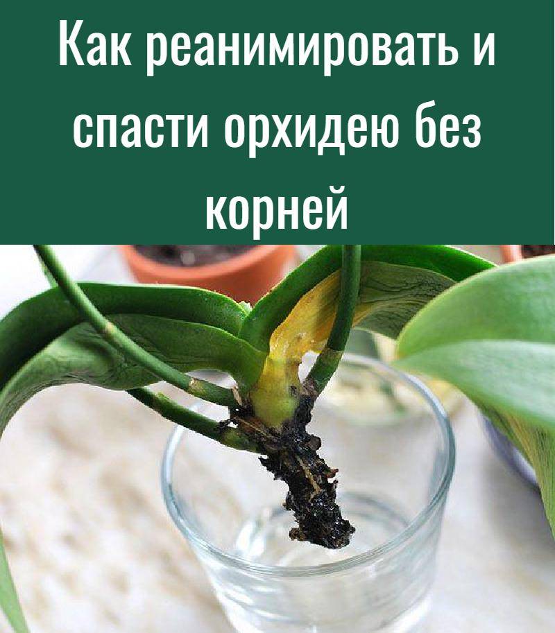 Реанимация орхидеи: как спасти орхидею, если корни сгнили