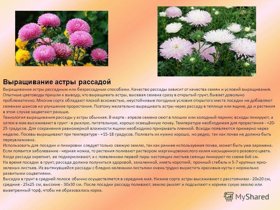 ᐉ цветок астра: посадка и уход в открытом грунте, фото, выращивание из семян, виды и сорта - roza-zanoza.ru