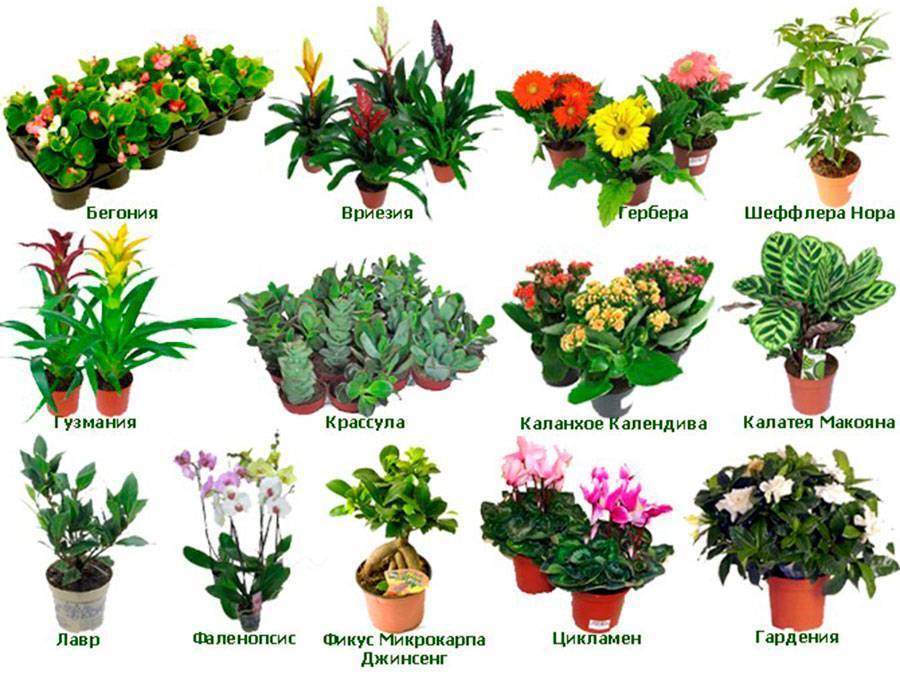 Список растений на букву м: комнатные, садовые и огородные