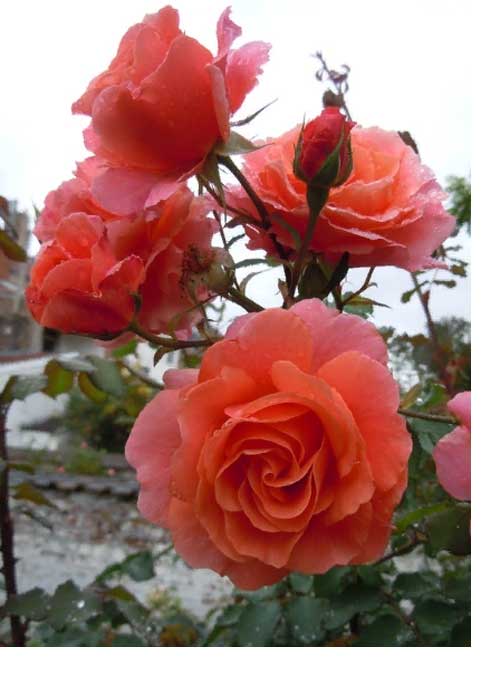 Роза али баба (alibaba): фото, отзывы, описание, характеристики.