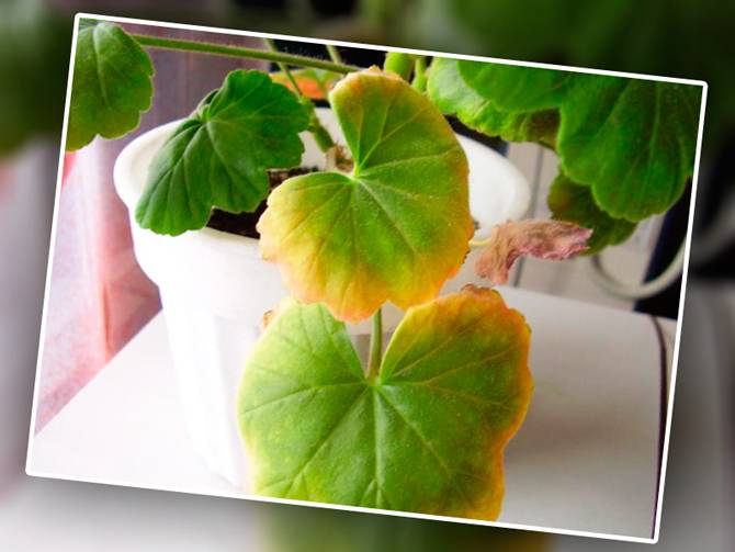 У герани желтеют листья: причины и лечение