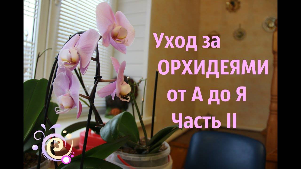 Что делать, если не цветет орхидея? чем помочь растению в домашних условиях?