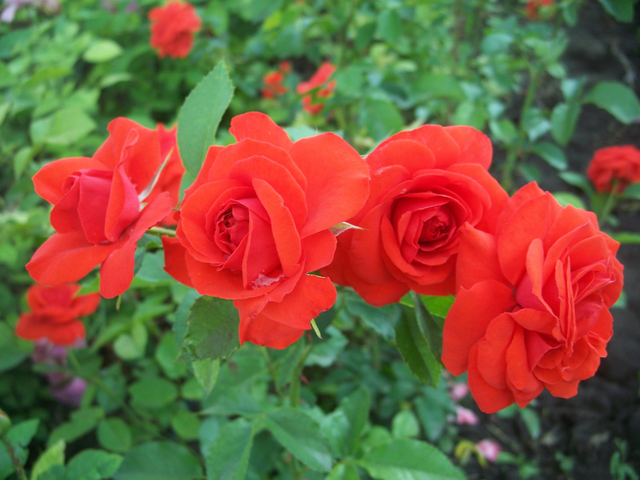 Роза гранд аморе описание и характеристики сорта выращивание размножение