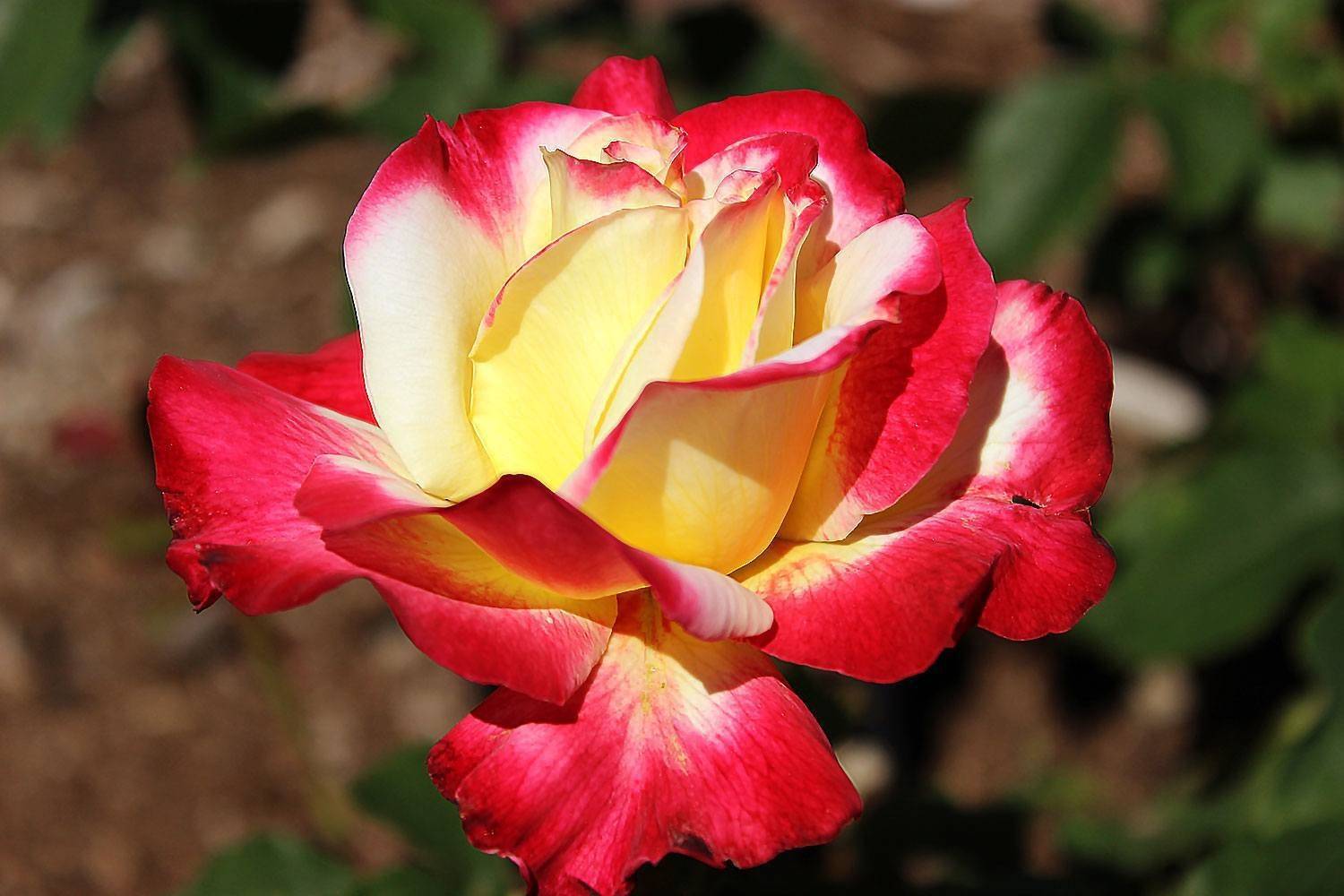 Роза Дабл Делайт (Double Delight) — выращивание декоративного кустарника