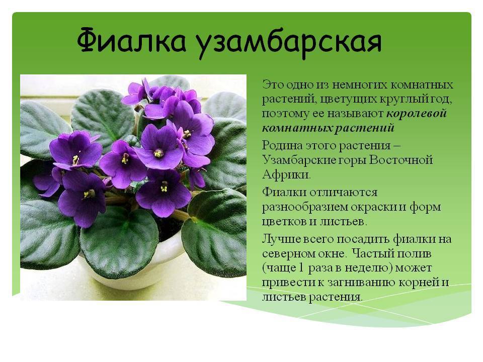 Фиалка узамбарская беседа