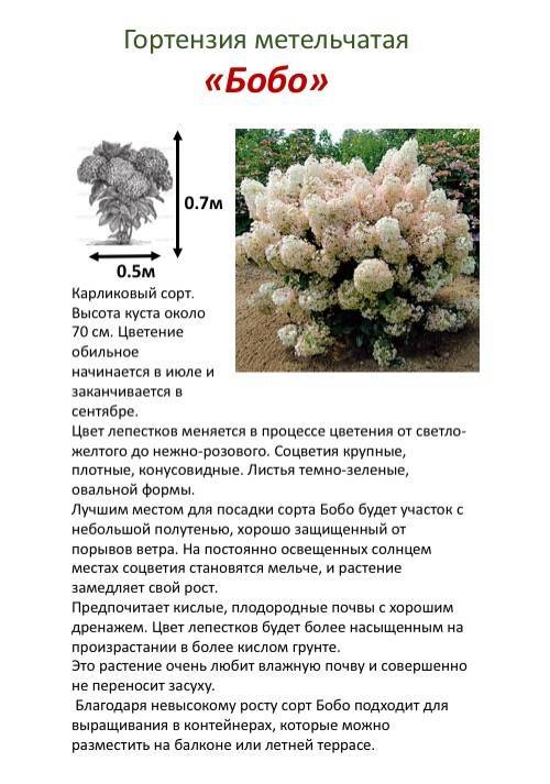 Гортензия анабель (hydrangea arborescens annabelle): описание и сорта с фото + посадка, уход и укрытие на зиму, отзывы