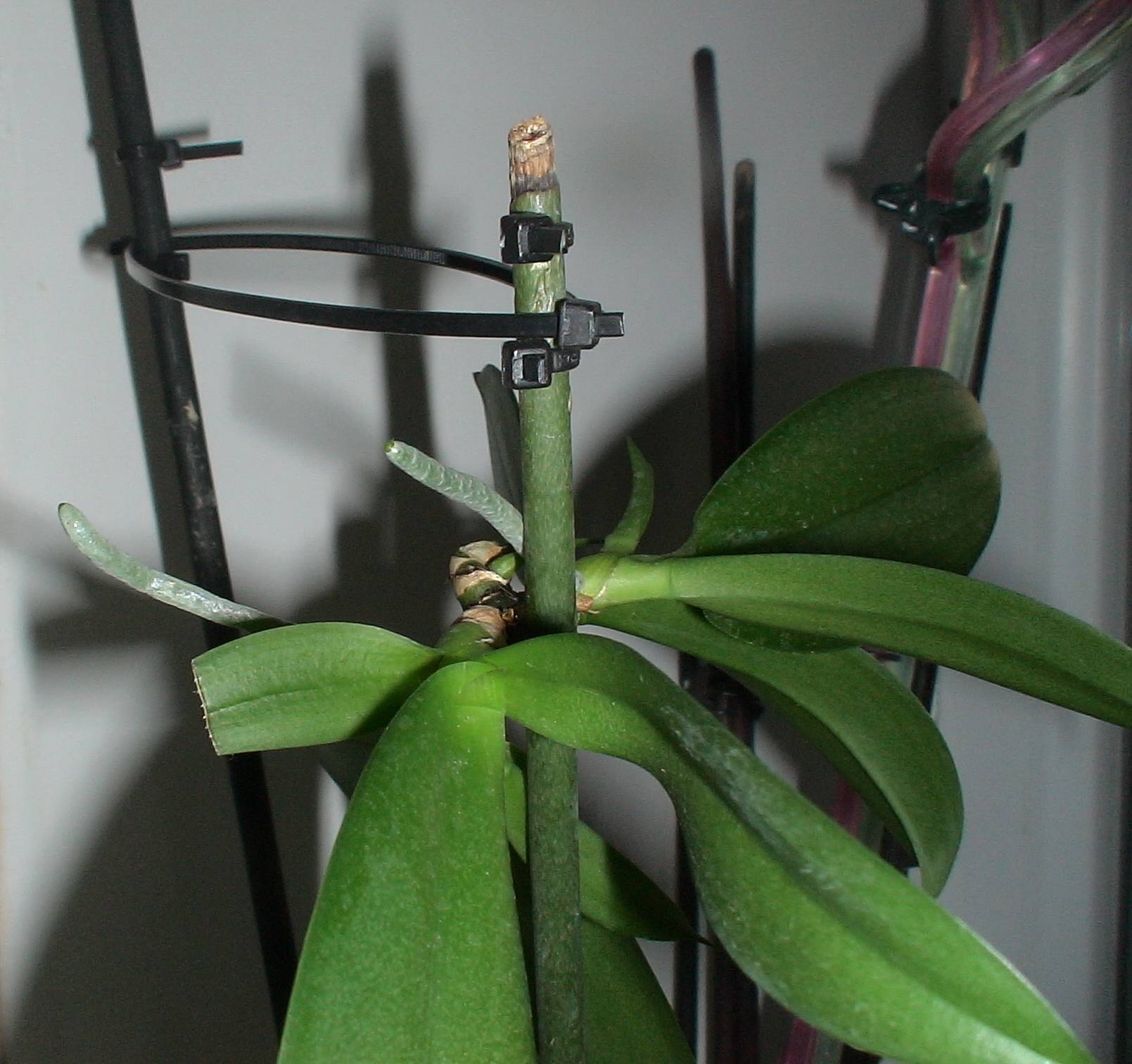 Как отсадить детку орхидеи в домашних условиях (фото + видео)