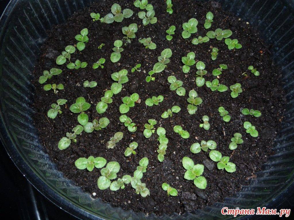2 простых способа выращивания глоксинии – из семян и клубней