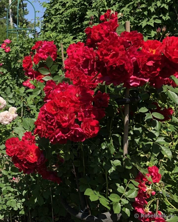 Канадские розы – 20 сортов с фото и описанием | огородникам инфо