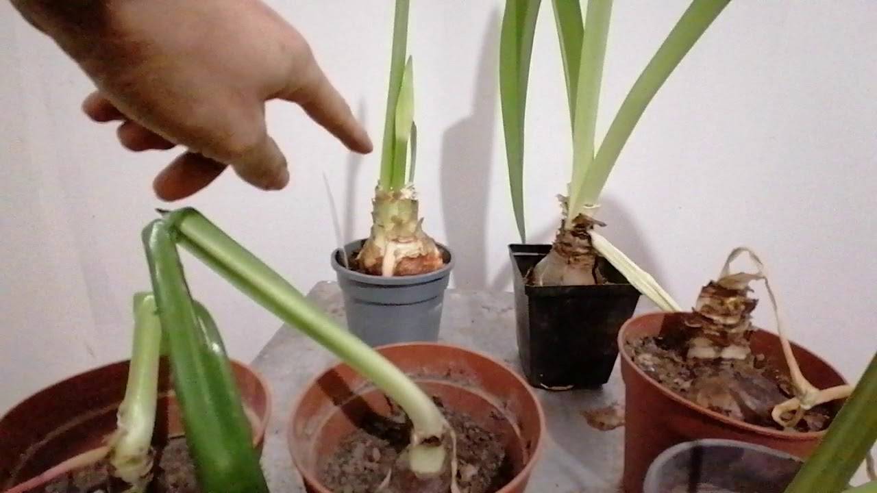 Почему гиппеаструм не цветет? грамотный уход и советы, как заставить растение выпустить стрелку