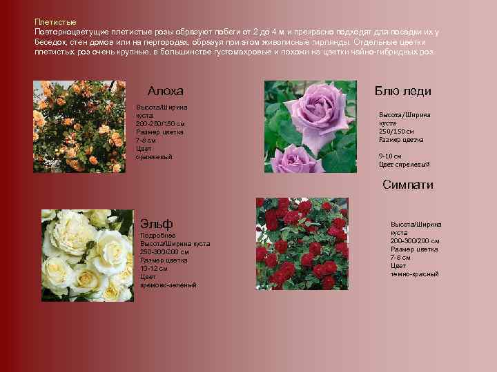 Свитнесс роза — описание, правильная посадка, размножение, полив