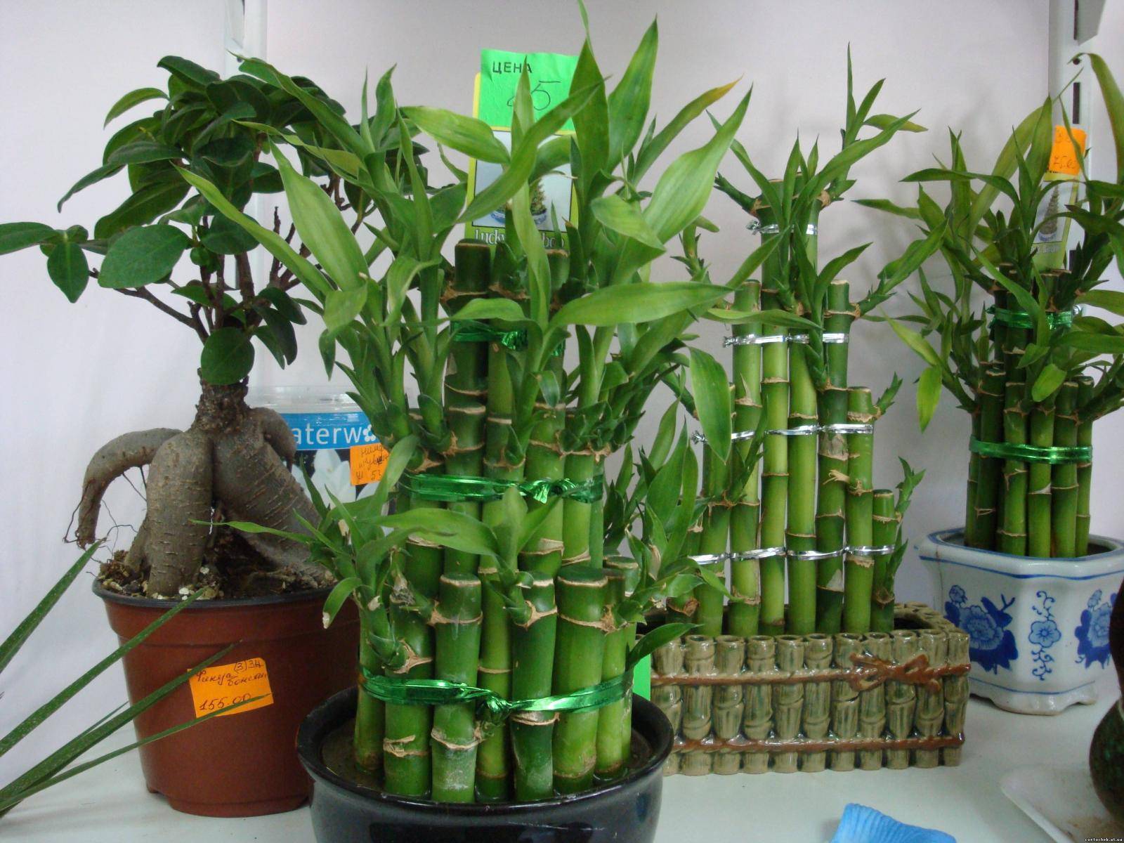 Бамбук в домашних условиях - размножение, видео об уходе и посадка