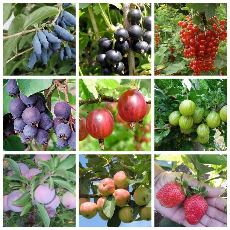 Плодовые деревья и кустарники для сада, колоновидные фруктовые деревья