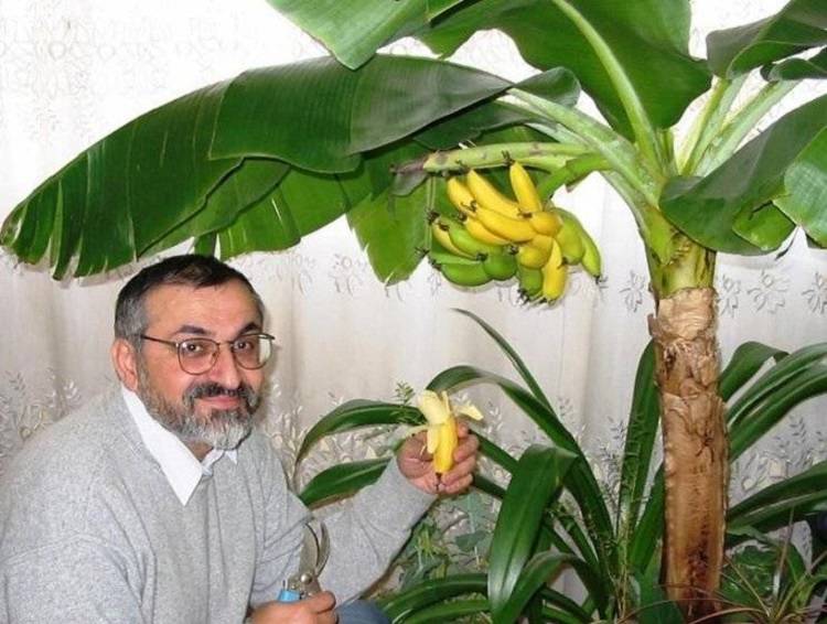 Выращивание банана дома: как прорастить и посадить бананы из семян