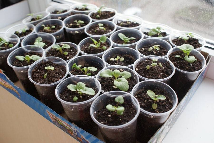 Выращивание виолы из семян: когда сажать, посадка и уход, виды и сорта
