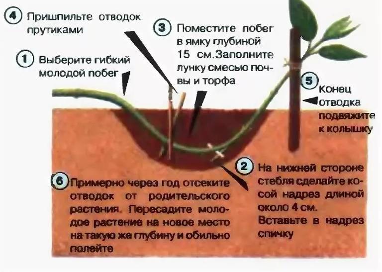 Лапчатка кустарниковая: выращивание и уход