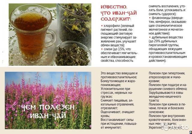 Обзор 5 лечебных свойств иван-чая для женского здоровья (+противопоказания)