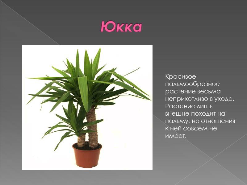 Цветок юкка: фото с описанием, виды цветка, особенности ухода, секреты выращивания и рекомендации цветоводов - sadovnikam.ru