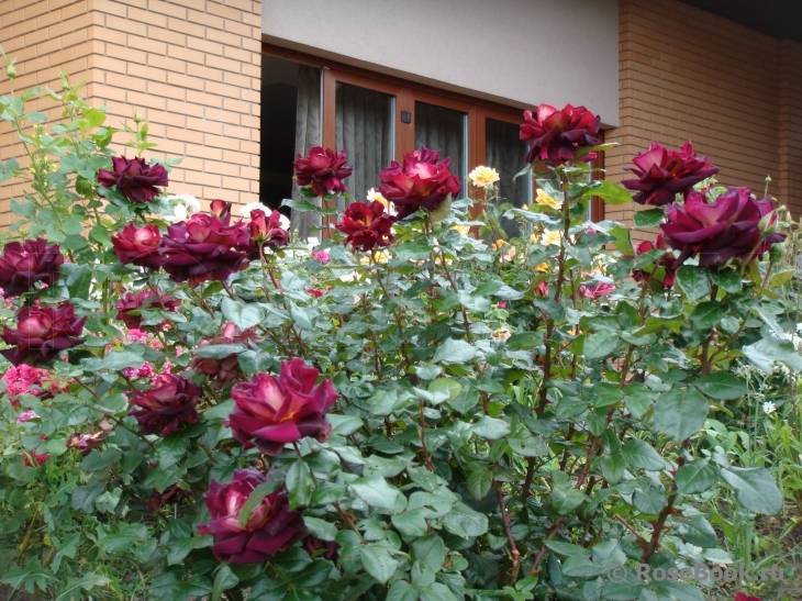Плетистая роза «хендель»: описание, посадка и уход (+фото)