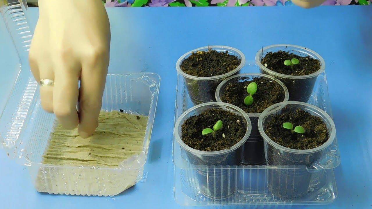 Герань из семян в домашних условиях - как посадить и вырастить