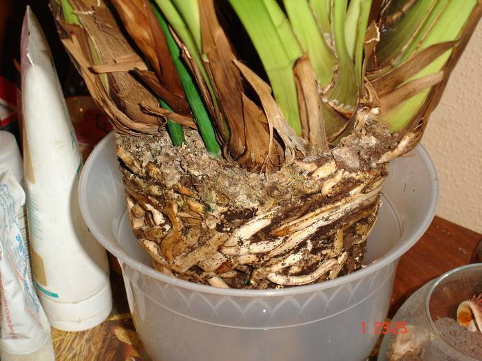 Орхидея цимбидиум - условия для выращивания и сорта орхидеи