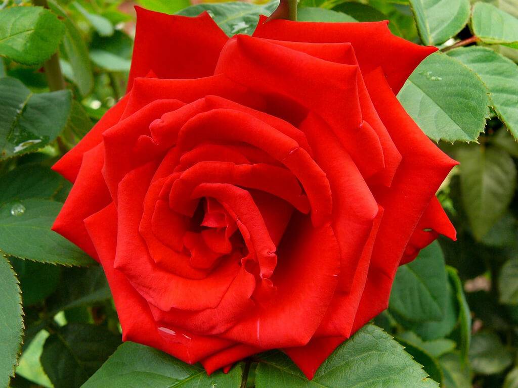 Гирлянд де амур роза - внешний вид, характеристики, правила выращивания