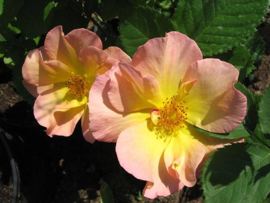 Описание канадской парковой розы морден санрайз: что это за желтый сорт