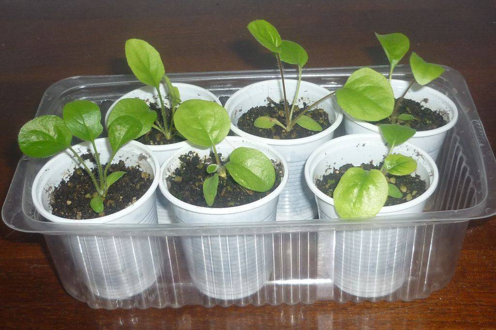 Вырастить герберу из семян в домашних условиях